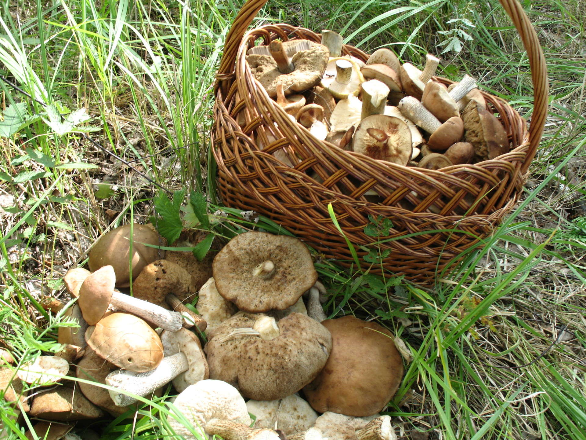 Какие грибы собирают в апреле. Топольки грибы фото. Сбор грибов. Шампиньоны сбор в лесу. Грибы в Воронеже.