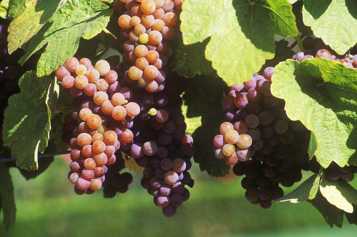 Европейско-американские гибриды винограда 