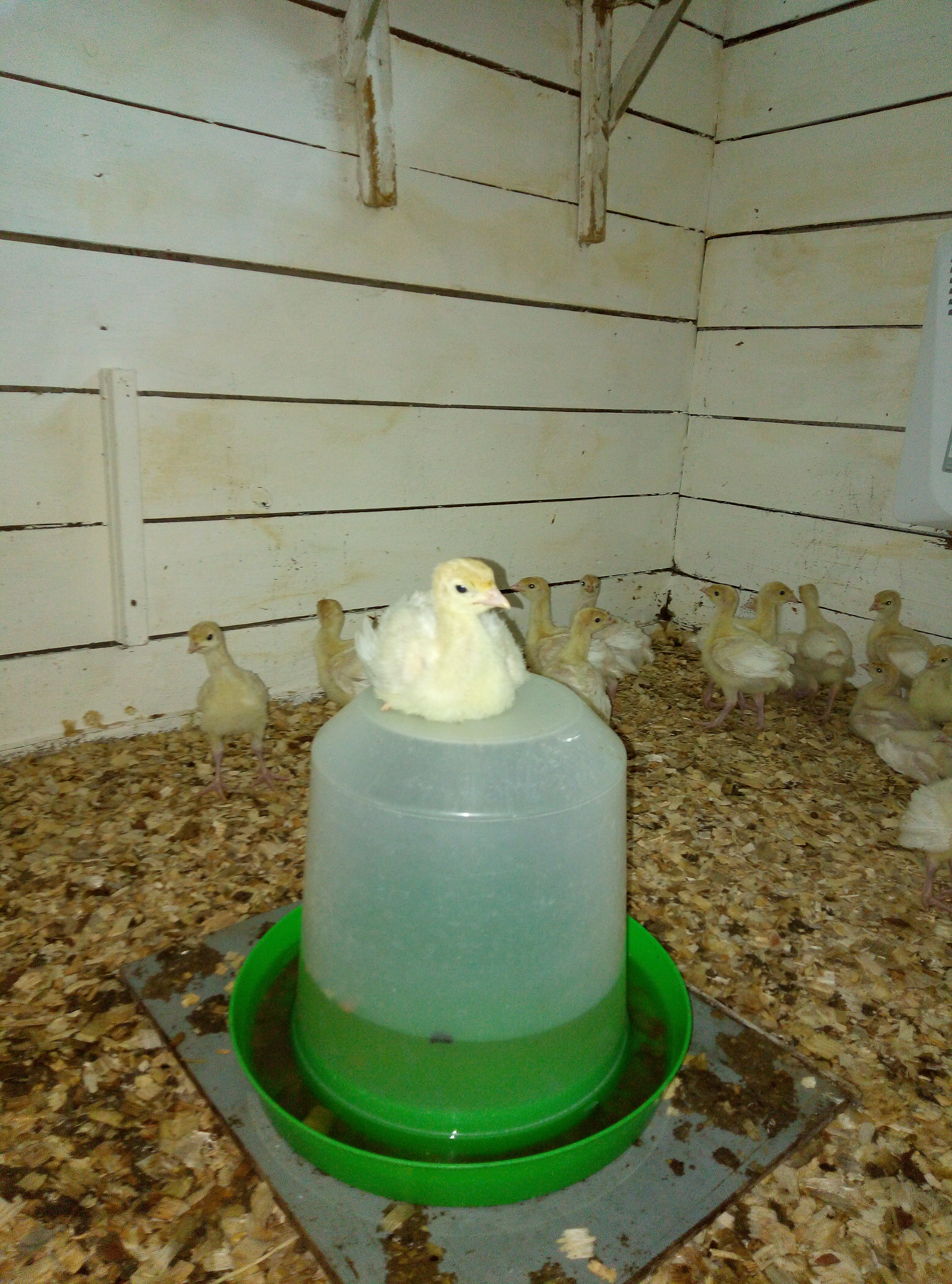 Пробиотик в жизни цыпленка 